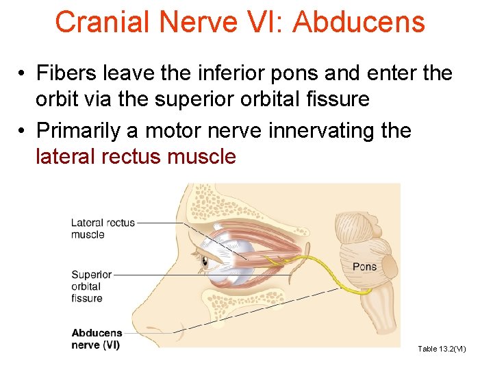 Cranial Nerve VI: Abducens • Fibers leave the inferior pons and enter the orbit