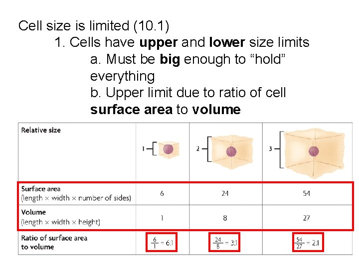 Cell size is limited (10. 1) 1. Cells have upper and lower size limits Cell size is limited (10. 1) 1. Cells have upper and lower size limits