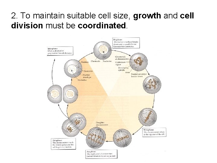 2. To maintain suitable cell size, growth and cell division must be coordinated. 2. To maintain suitable cell size, growth and cell division must be coordinated.