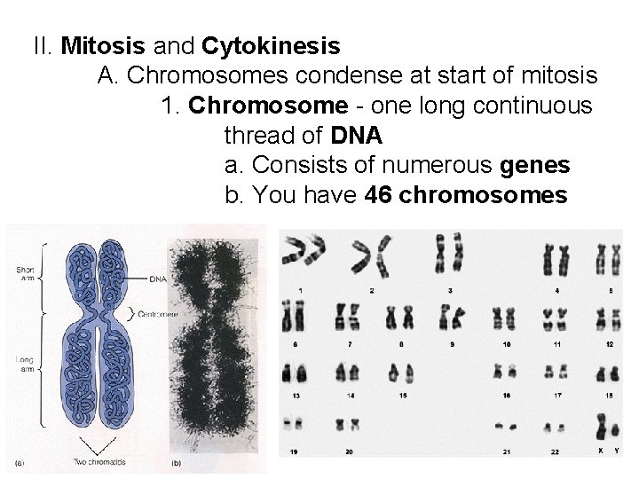 II. Mitosis and Cytokinesis A. Chromosomes condense at start of mitosis 1. Chromosome - II. Mitosis and Cytokinesis A. Chromosomes condense at start of mitosis 1. Chromosome -