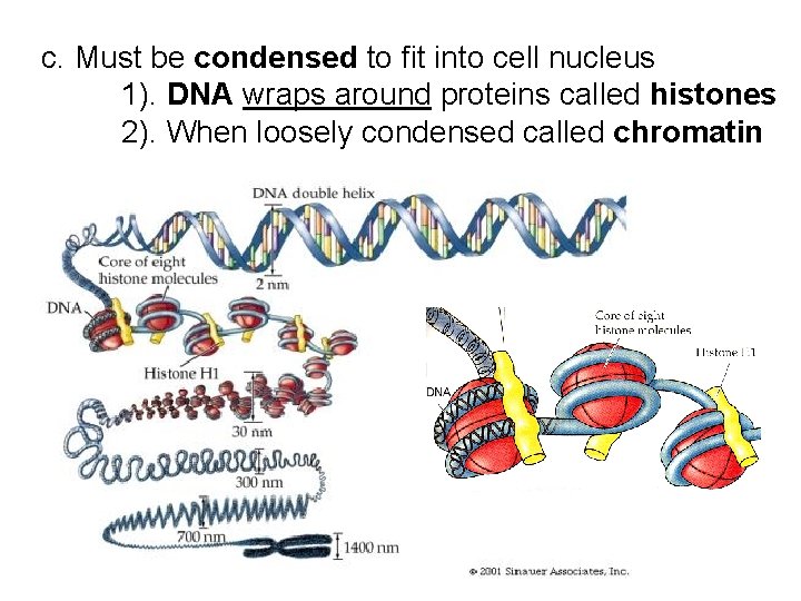 c. Must be condensed to fit into cell nucleus 1). DNA wraps around proteins c. Must be condensed to fit into cell nucleus 1). DNA wraps around proteins