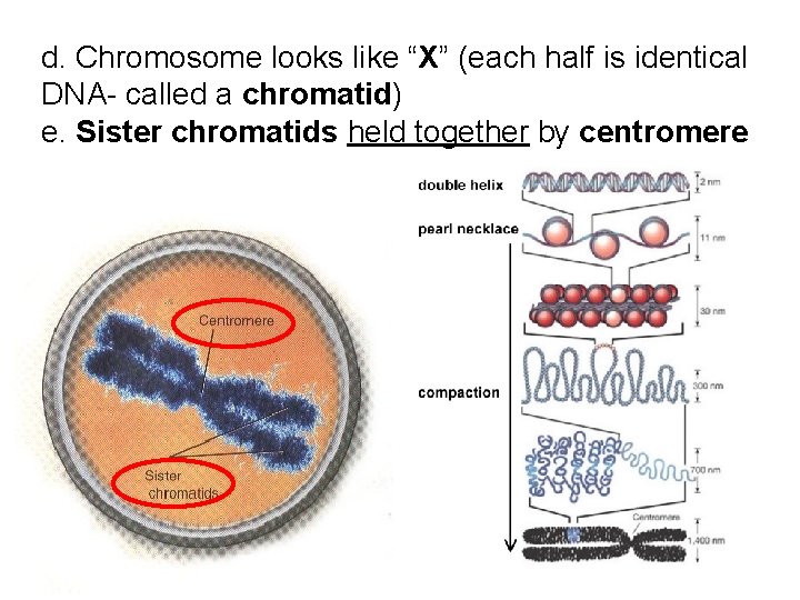 d. Chromosome looks like “X” (each half is identical DNA- called a chromatid) e. d. Chromosome looks like “X” (each half is identical DNA- called a chromatid) e.