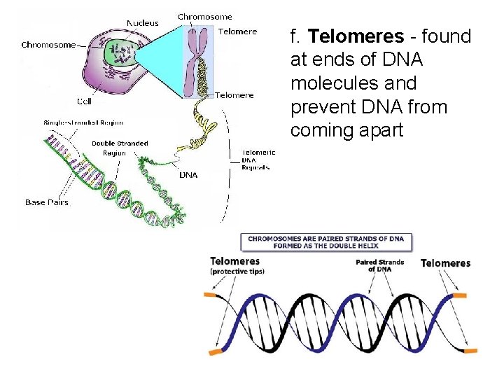 f. Telomeres - found at ends of DNA molecules and prevent DNA from coming f. Telomeres - found at ends of DNA molecules and prevent DNA from coming