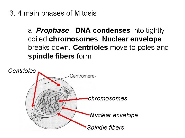 3. 4 main phases of Mitosis a. Prophase - DNA condenses into tightly coiled 3. 4 main phases of Mitosis a. Prophase - DNA condenses into tightly coiled