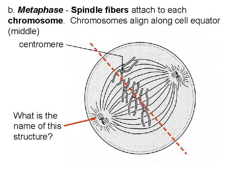 b. Metaphase - Spindle fibers attach to each chromosome. Chromosomes align along cell equator b. Metaphase - Spindle fibers attach to each chromosome. Chromosomes align along cell equator