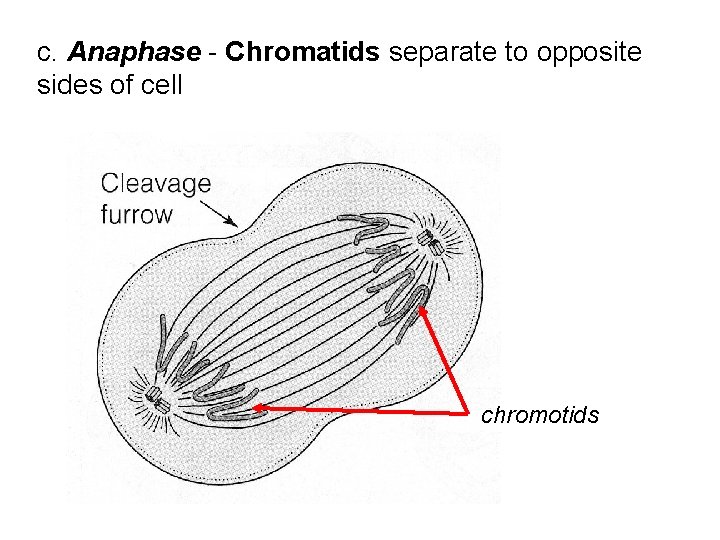 c. Anaphase - Chromatids separate to opposite sides of cell chromotids c. Anaphase - Chromatids separate to opposite sides of cell chromotids