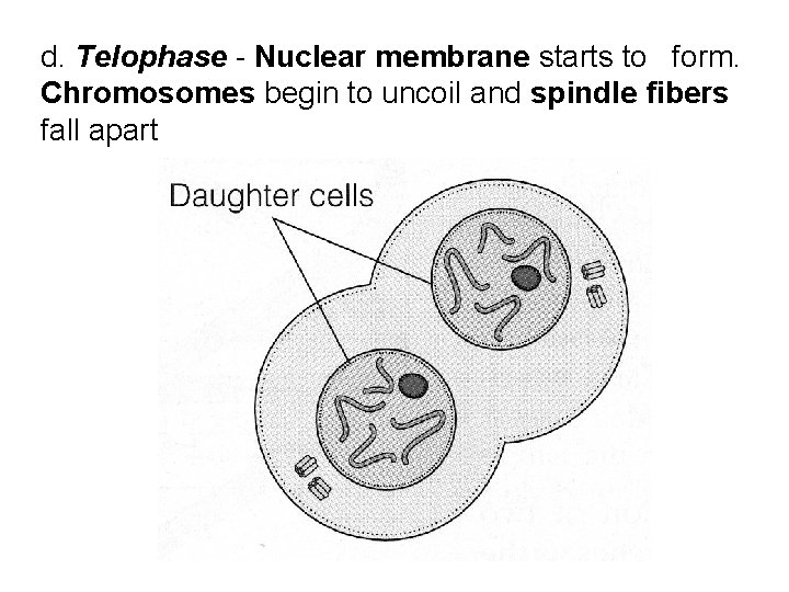 d. Telophase - Nuclear membrane starts to form. Chromosomes begin to uncoil and spindle d. Telophase - Nuclear membrane starts to form. Chromosomes begin to uncoil and spindle
