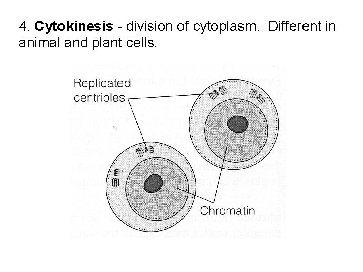 4. Cytokinesis - division of cytoplasm. Different in animal and plant cells. 4. Cytokinesis - division of cytoplasm. Different in animal and plant cells.
