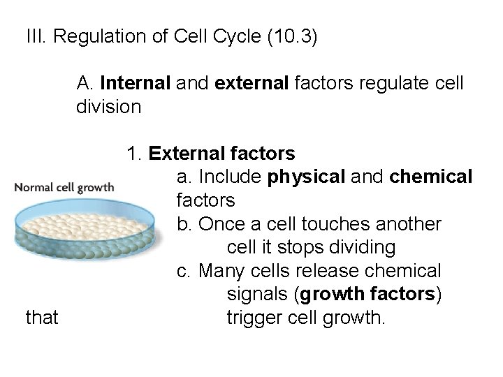 III. Regulation of Cell Cycle (10. 3) A. Internal and external factors regulate cell III. Regulation of Cell Cycle (10. 3) A. Internal and external factors regulate cell