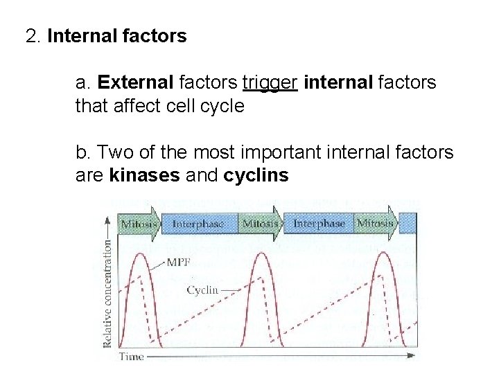 2. Internal factors a. External factors trigger internal factors that affect cell cycle b. 2. Internal factors a. External factors trigger internal factors that affect cell cycle b.