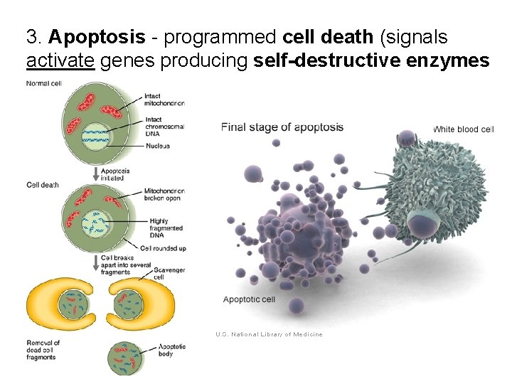 3. Apoptosis - programmed cell death (signals activate genes producing self-destructive enzymes 3. Apoptosis - programmed cell death (signals activate genes producing self-destructive enzymes