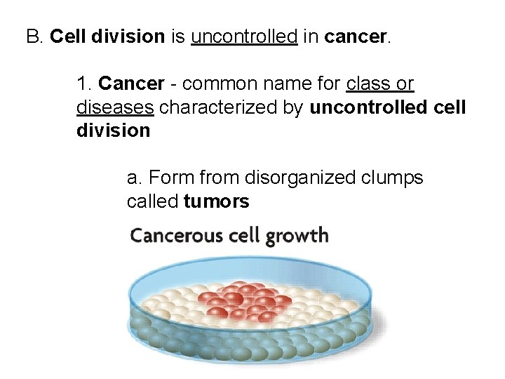 B. Cell division is uncontrolled in cancer. 1. Cancer - common name for class B. Cell division is uncontrolled in cancer. 1. Cancer - common name for class