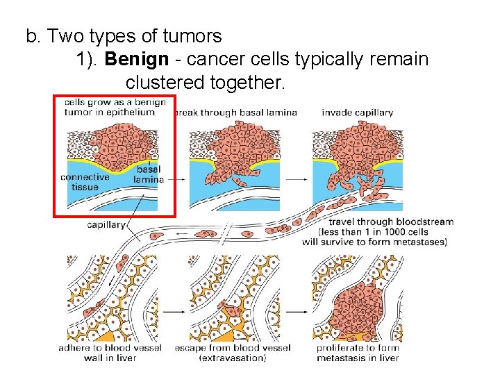 b. Two types of tumors 1). Benign - cancer cells typically remain clustered together. b. Two types of tumors 1). Benign - cancer cells typically remain clustered together.