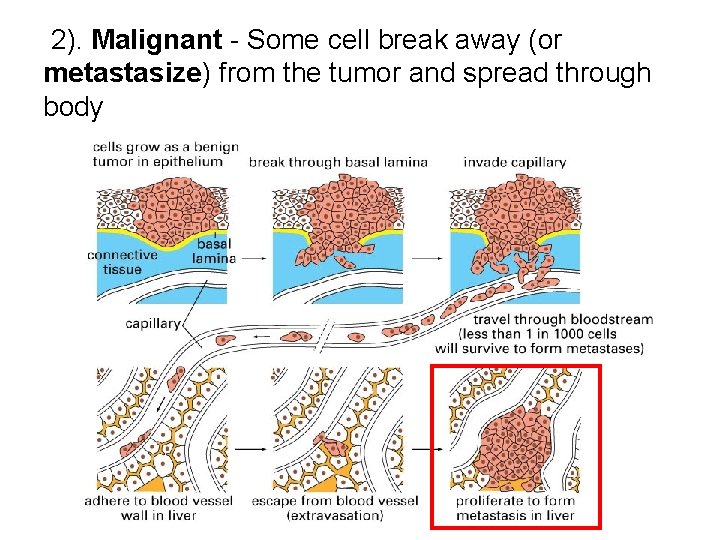 2). Malignant - Some cell break away (or metastasize) from the tumor and spread 2). Malignant - Some cell break away (or metastasize) from the tumor and spread