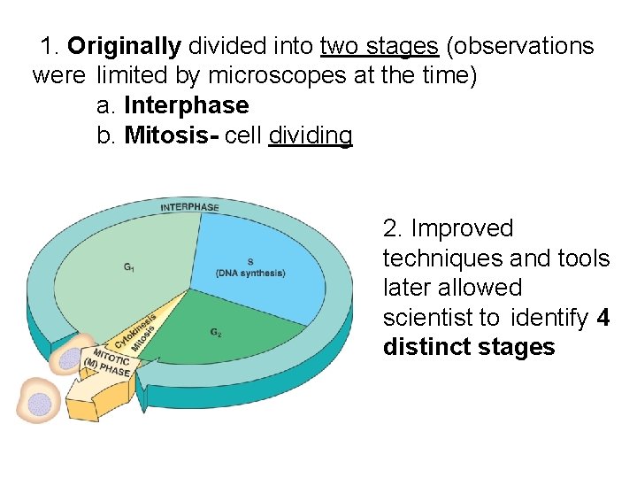 1. Originally divided into two stages (observations were limited by microscopes at the time) 1. Originally divided into two stages (observations were limited by microscopes at the time)