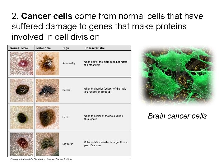 2. Cancer cells come from normal cells that have suffered damage to genes that 2. Cancer cells come from normal cells that have suffered damage to genes that