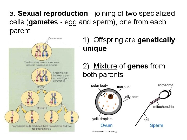a. Sexual reproduction - joining of two specialized cells (gametes - egg and sperm), a. Sexual reproduction - joining of two specialized cells (gametes - egg and sperm),