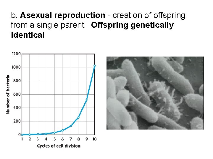 b. Asexual reproduction - creation of offspring from a single parent. Offspring genetically identical b. Asexual reproduction - creation of offspring from a single parent. Offspring genetically identical