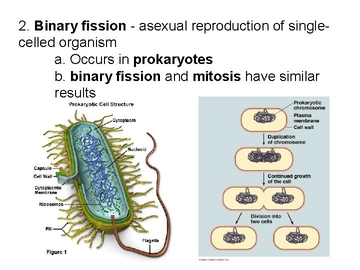 2. Binary fission - asexual reproduction of singlecelled organism a. Occurs in prokaryotes b. 2. Binary fission - asexual reproduction of singlecelled organism a. Occurs in prokaryotes b.