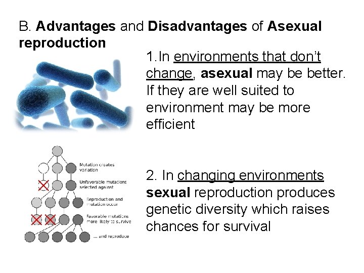 B. Advantages and Disadvantages of Asexual reproduction 1. In environments that don’t change, asexual B. Advantages and Disadvantages of Asexual reproduction 1. In environments that don’t change, asexual