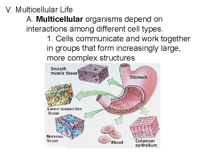 V. Multicellular Life A. Multicellular organisms depend on interactions among different cell types. 1. V. Multicellular Life A. Multicellular organisms depend on interactions among different cell types. 1.