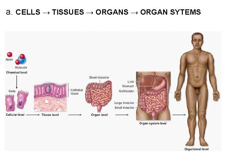 a. CELLS → TISSUES → ORGAN SYTEMS a. CELLS → TISSUES → ORGAN SYTEMS