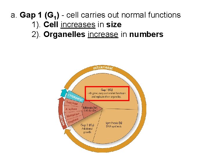 a. Gap 1 (G 1) - cell carries out normal functions 1). Cell increases a. Gap 1 (G 1) - cell carries out normal functions 1). Cell increases