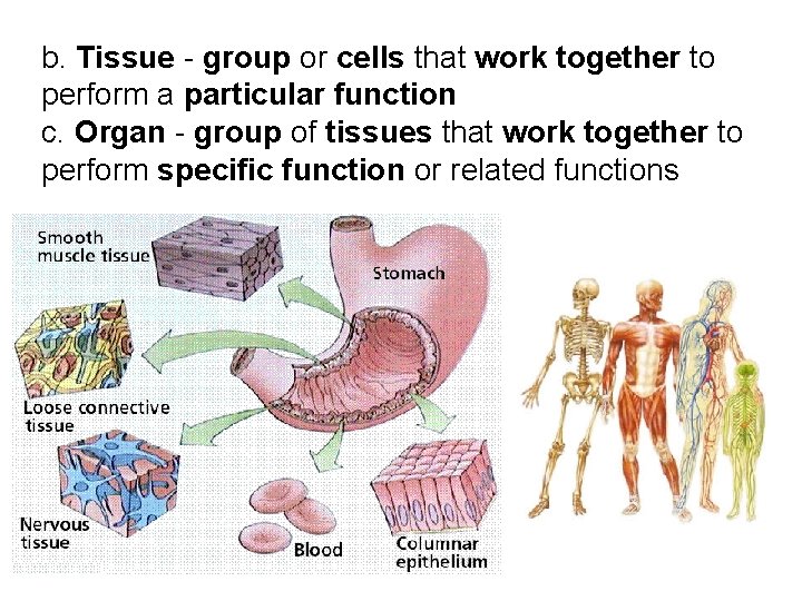b. Tissue - group or cells that work together to perform a particular function b. Tissue - group or cells that work together to perform a particular function