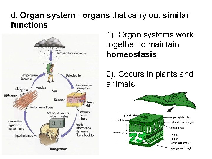 d. Organ system - organs that carry out similar functions 1). Organ systems work d. Organ system - organs that carry out similar functions 1). Organ systems work