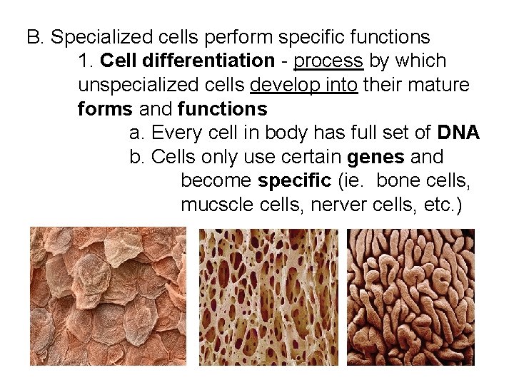 B. Specialized cells perform specific functions 1. Cell differentiation - process by which unspecialized B. Specialized cells perform specific functions 1. Cell differentiation - process by which unspecialized