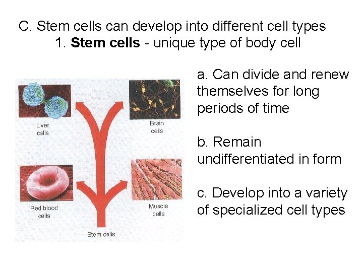 C. Stem cells can develop into different cell types 1. Stem cells - unique C. Stem cells can develop into different cell types 1. Stem cells - unique