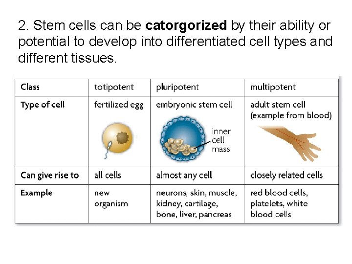2. Stem cells can be catorgorized by their ability or potential to develop into 2. Stem cells can be catorgorized by their ability or potential to develop into