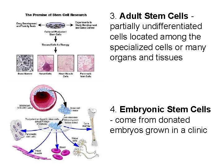 3. Adult Stem Cells partially undifferentiated cells located among the specialized cells or many 3. Adult Stem Cells partially undifferentiated cells located among the specialized cells or many