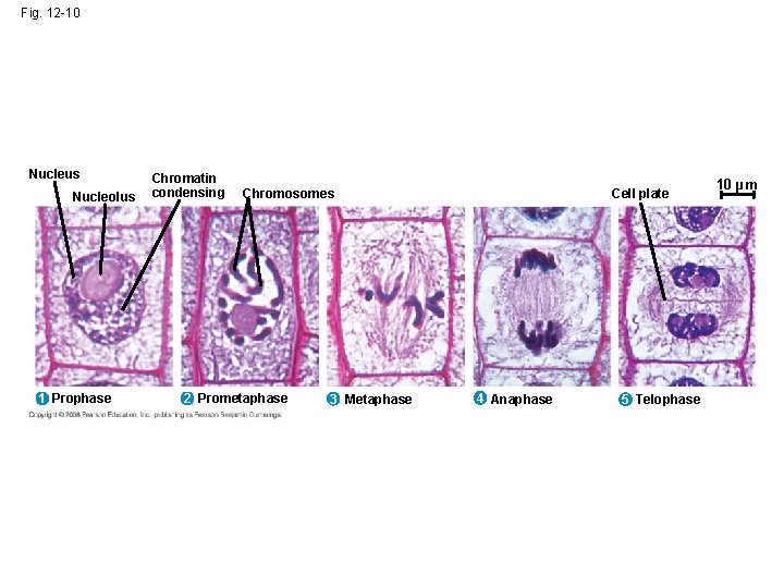 Fig. 12 -10 Nucleus Nucleolus 1 Prophase Chromatin condensing Chromosomes 2 Prometaphase 3 Metaphase Fig. 12 -10 Nucleus Nucleolus 1 Prophase Chromatin condensing Chromosomes 2 Prometaphase 3 Metaphase