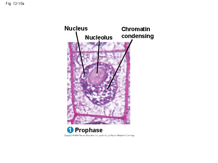 Fig. 12 -10 a Nucleus Nucleolus 1 Prophase Chromatin condensing Fig. 12 -10 a Nucleus Nucleolus 1 Prophase Chromatin condensing