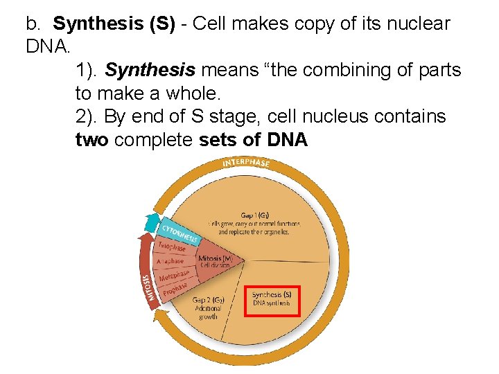 b. Synthesis (S) - Cell makes copy of its nuclear DNA. 1). Synthesis means b. Synthesis (S) - Cell makes copy of its nuclear DNA. 1). Synthesis means
