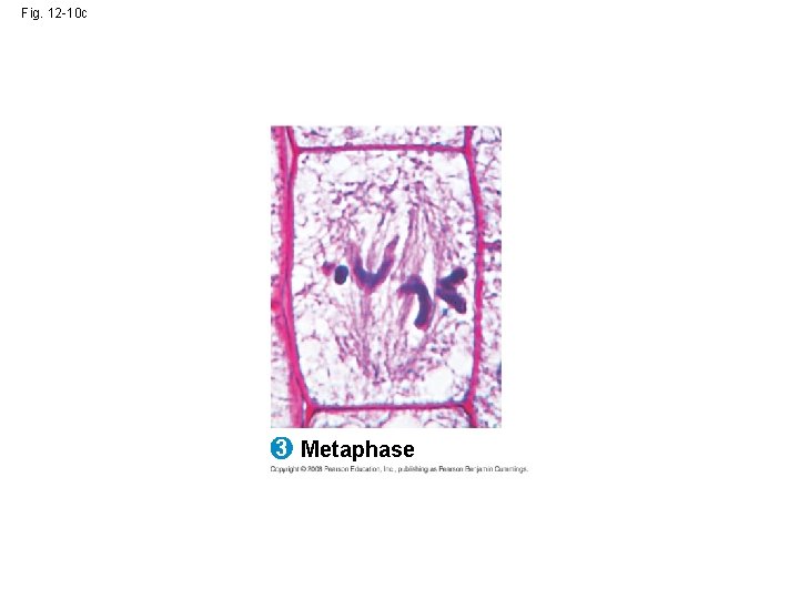 Fig. 12 -10 c 3 Metaphase Fig. 12 -10 c 3 Metaphase