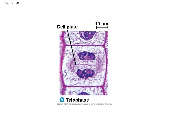 Fig. 12 -10 e Cell plate 5 Telophase 10 µm Fig. 12 -10 e Cell plate 5 Telophase 10 µm