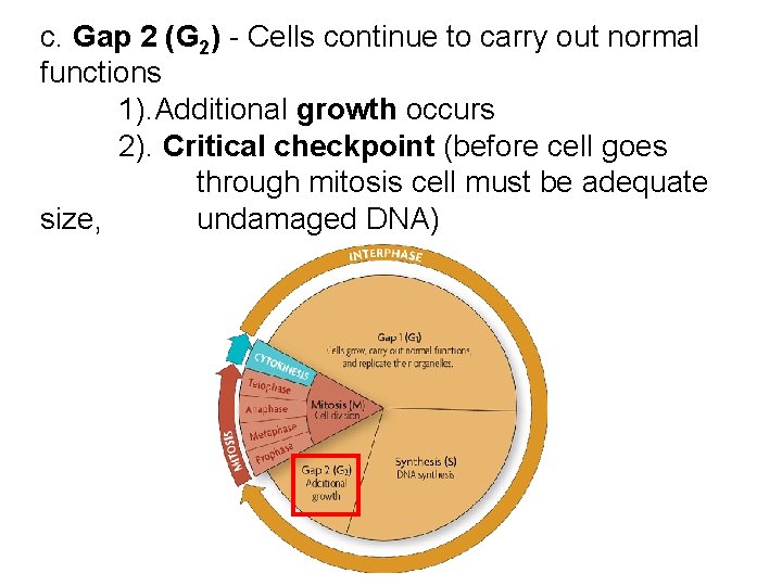 c. Gap 2 (G 2) - Cells continue to carry out normal functions 1). c. Gap 2 (G 2) - Cells continue to carry out normal functions 1).