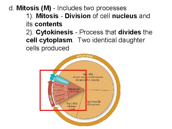 d. Mitosis (M) - Includes two processes 1). Mitosis - Division of cell nucleus d. Mitosis (M) - Includes two processes 1). Mitosis - Division of cell nucleus