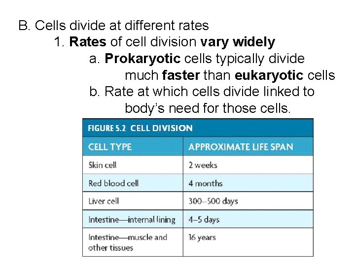 B. Cells divide at different rates 1. Rates of cell division vary widely a. B. Cells divide at different rates 1. Rates of cell division vary widely a.