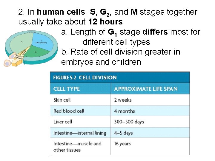 2. In human cells, S, G 2, and M stages together usually take about 2. In human cells, S, G 2, and M stages together usually take about