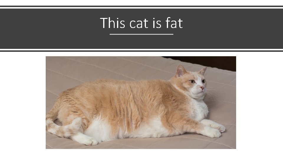 This cat is fat 