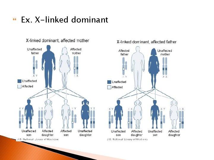  Ex. X-linked dominant 