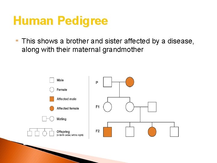 Human Pedigree This shows a brother and sister affected by a disease, along with