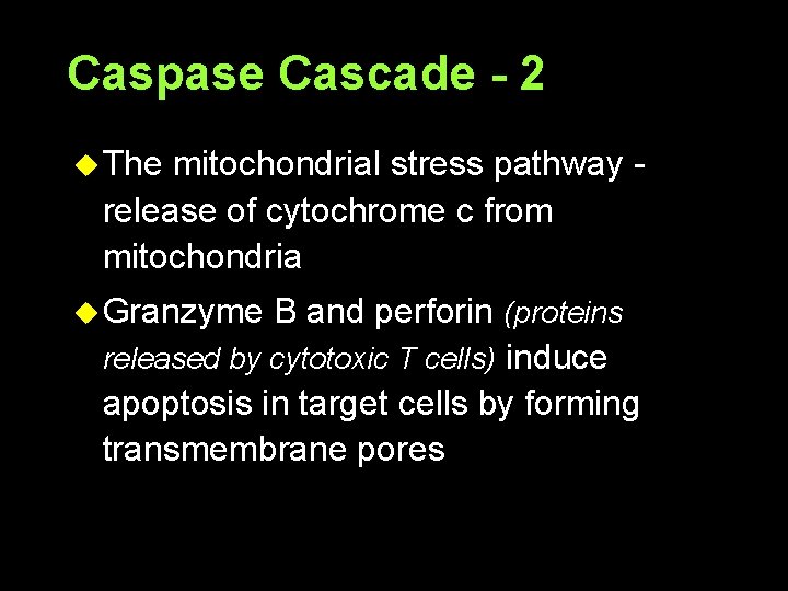 Caspase Cascade - 2 u The mitochondrial stress pathway release of cytochrome c from