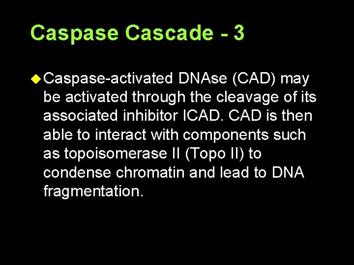 Caspase Cascade - 3 u Caspase-activated DNAse (CAD) may be activated through the cleavage