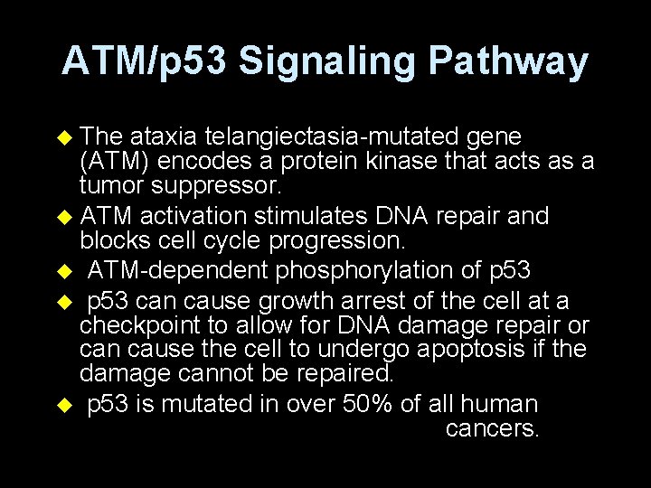 ATM/p 53 Signaling Pathway u The ataxia telangiectasia-mutated gene (ATM) encodes a protein kinase