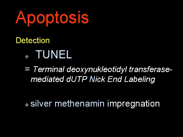 Apoptosis Detection v TUNEL = Terminal deoxynukleotidyl transferasemediated d. UTP Nick End Labeling v