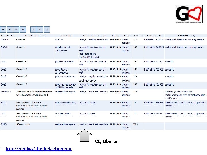 CL, Uberon – http: //amigo 2. berkeleybop. org CL, Uberon – http: //amigo 2. berkeleybop. org